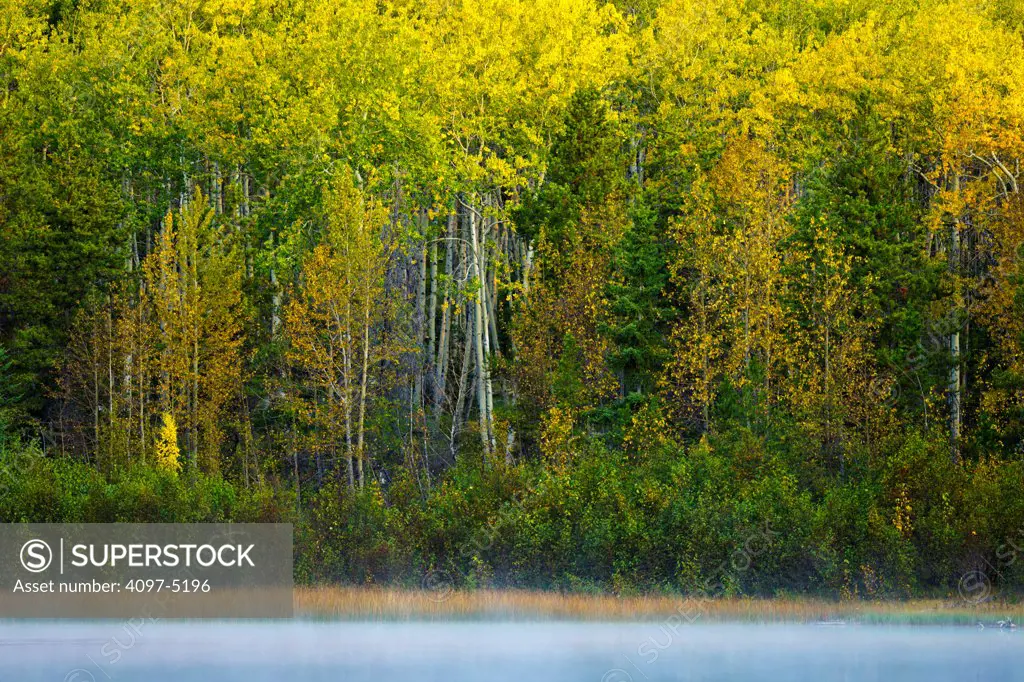 Canada, Alberta, Jasper National Park, Patricia Lake