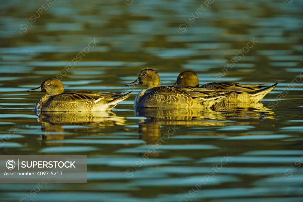 Canada, British Columbia, Vancouver Island, Northern Pintails (Anas acuta) on water