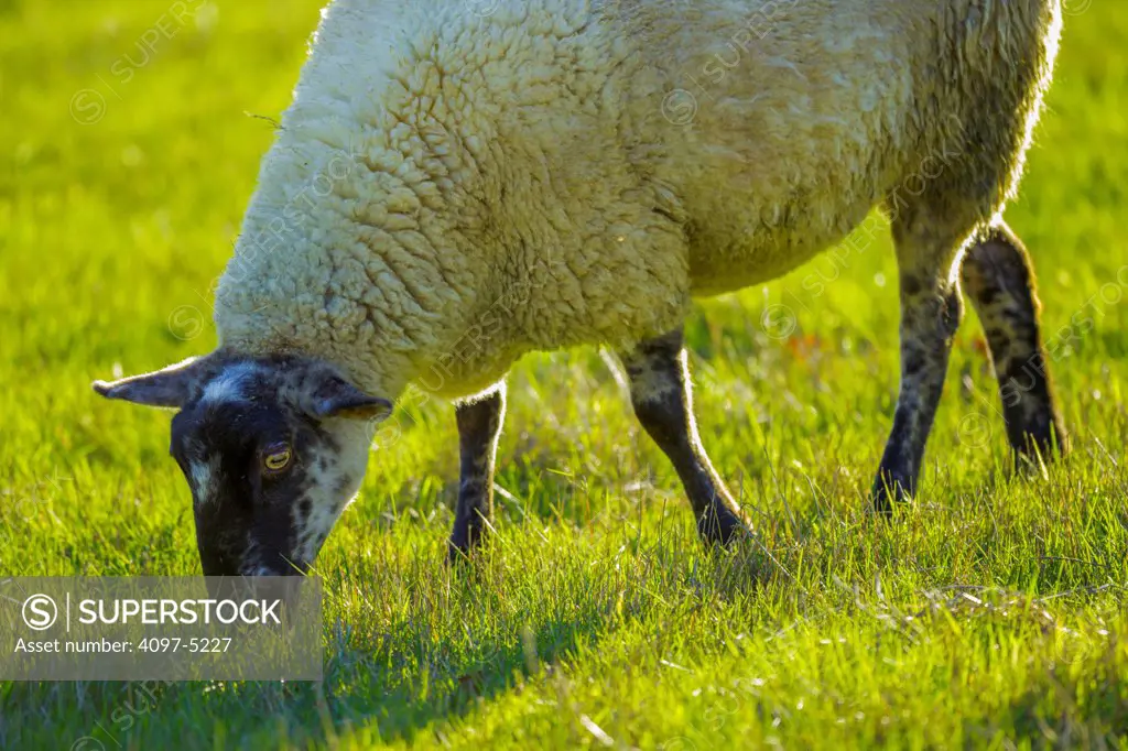 Canada, British Columbia, Vancouver Island, Metchosin area, Grazing sheep