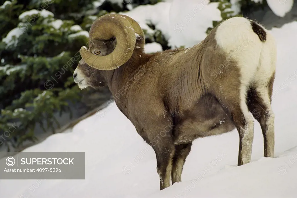 Canada, Alberta, Rocky Mountains, Jasper National Park, Bighorn Sheep
