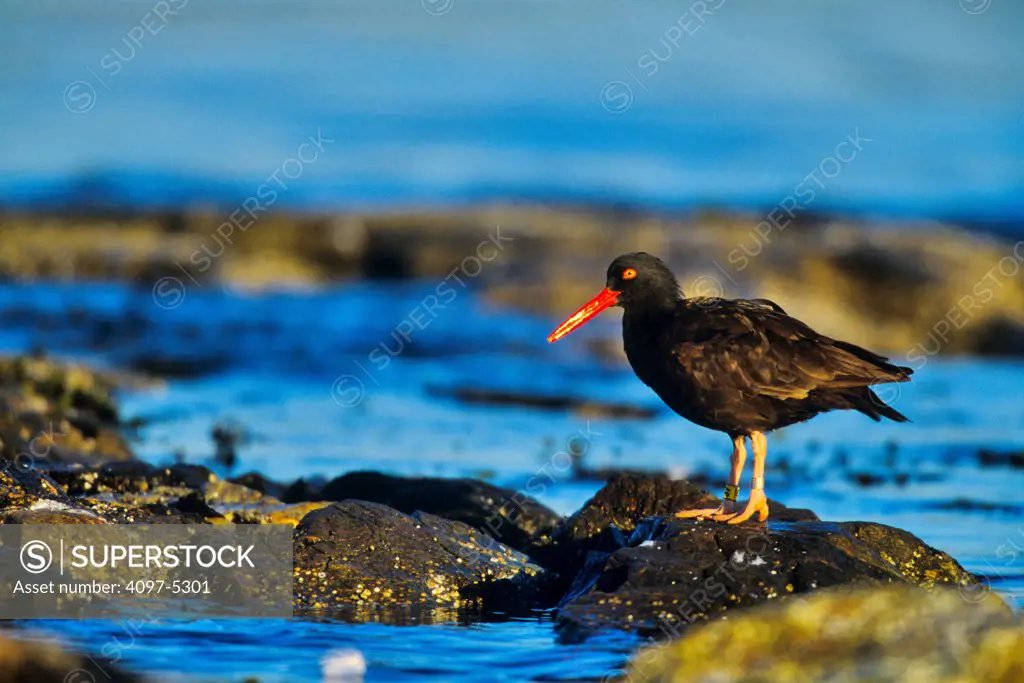 Canada, Vancouver island, Oystercatcher perching on stone