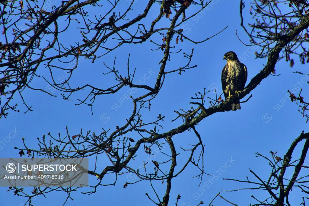 Canada, British Columbia, Vancouver island, Ferruginous Hawk (Buteo regalis) perching on tree branch