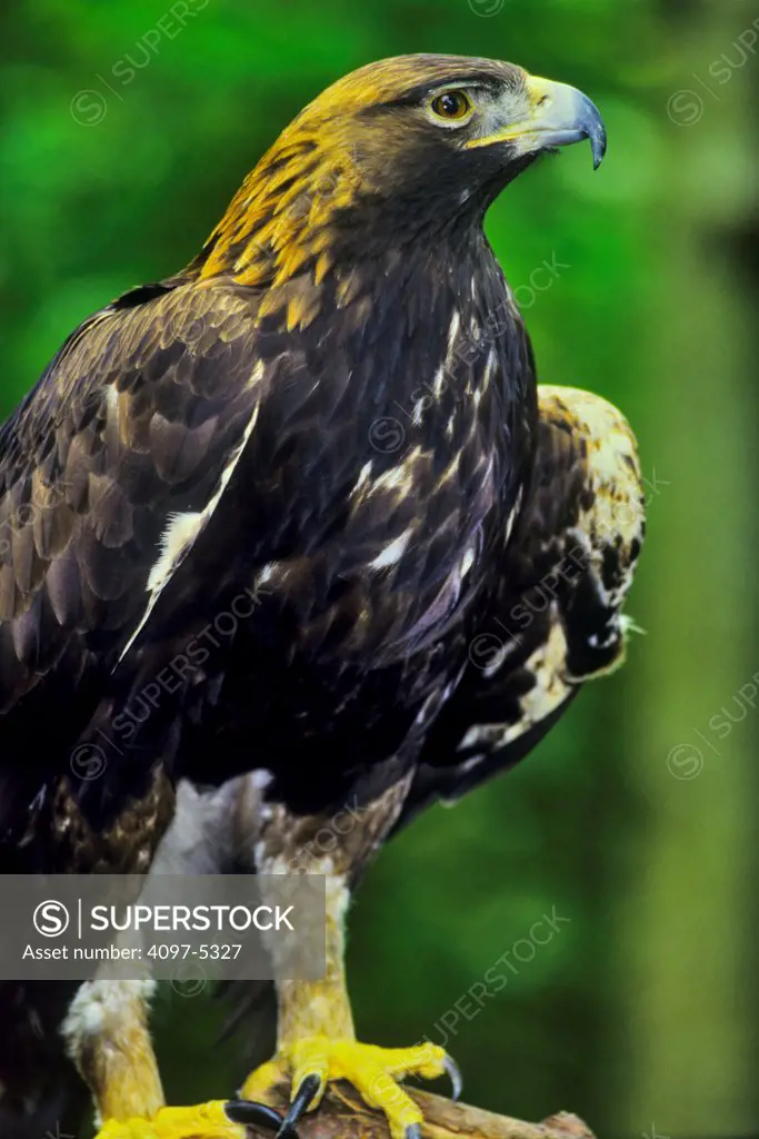 Canada, British Columbia, Vancouver island, Close-up of Golden Eagle (Aquila chrysaetos) perching