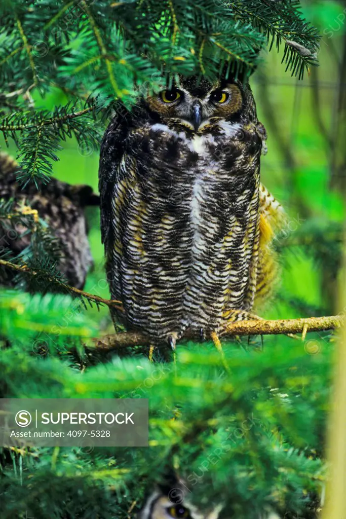 Canada, British Columbia, Vancouver island, Great Horned Owls (Bubo virginianus) perching on branch
