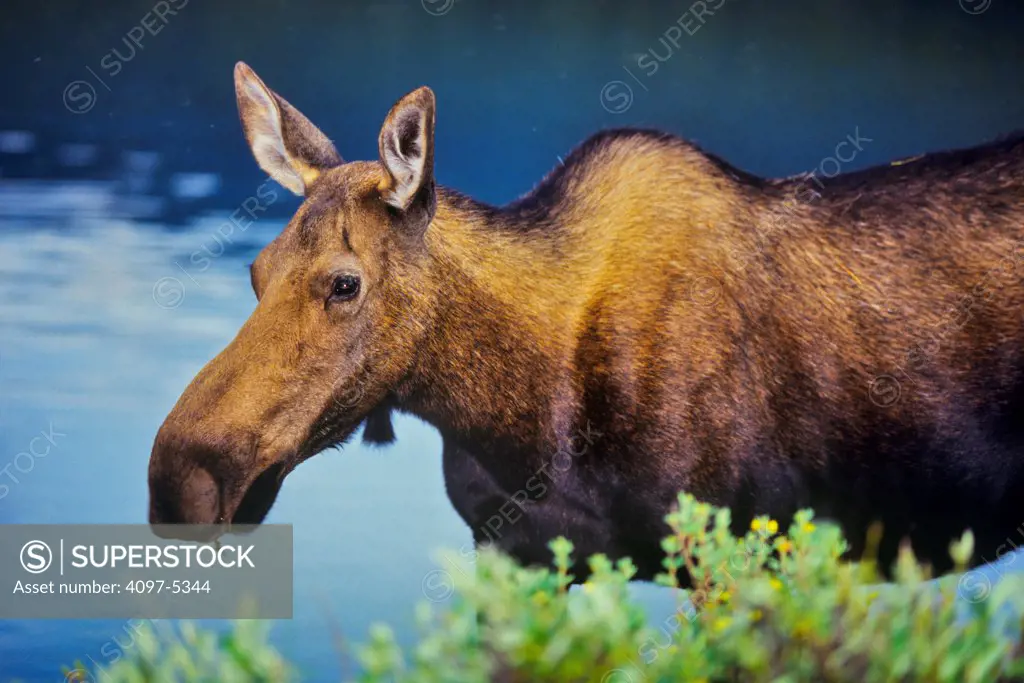 Canada, Alberta, Jasper National Park, Maligne Lake, Close-up of female moose