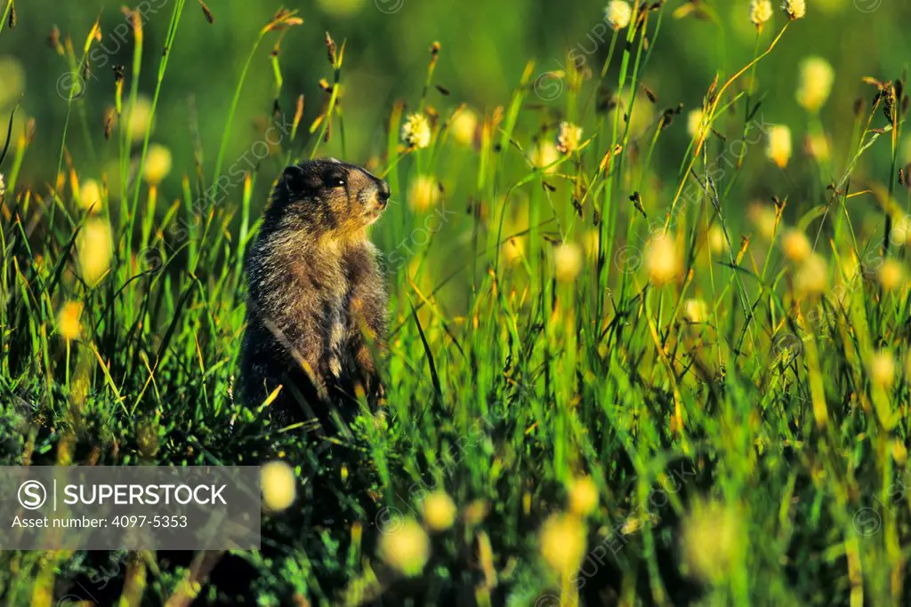 USA, Washington State, Olympic National Park, Marmot in wildflowers