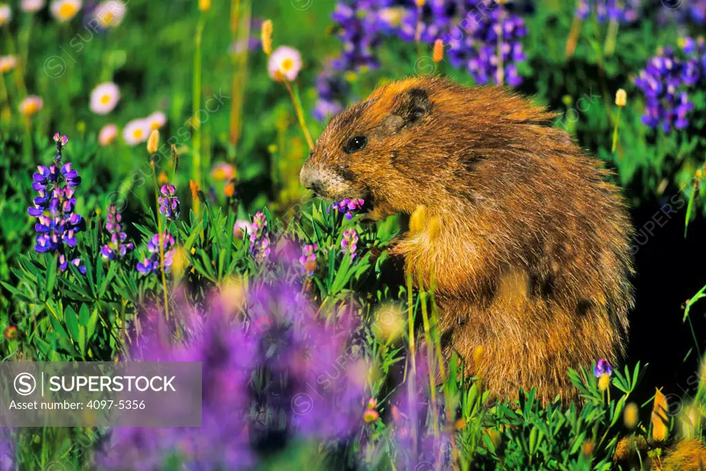 USA, Washington State, Olympic National Park, Marmot amongst beautiful wildflowers