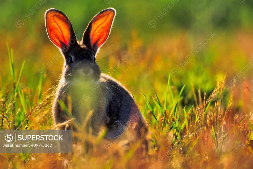 Canada, Vancouver island, Rabbit sitting in grass