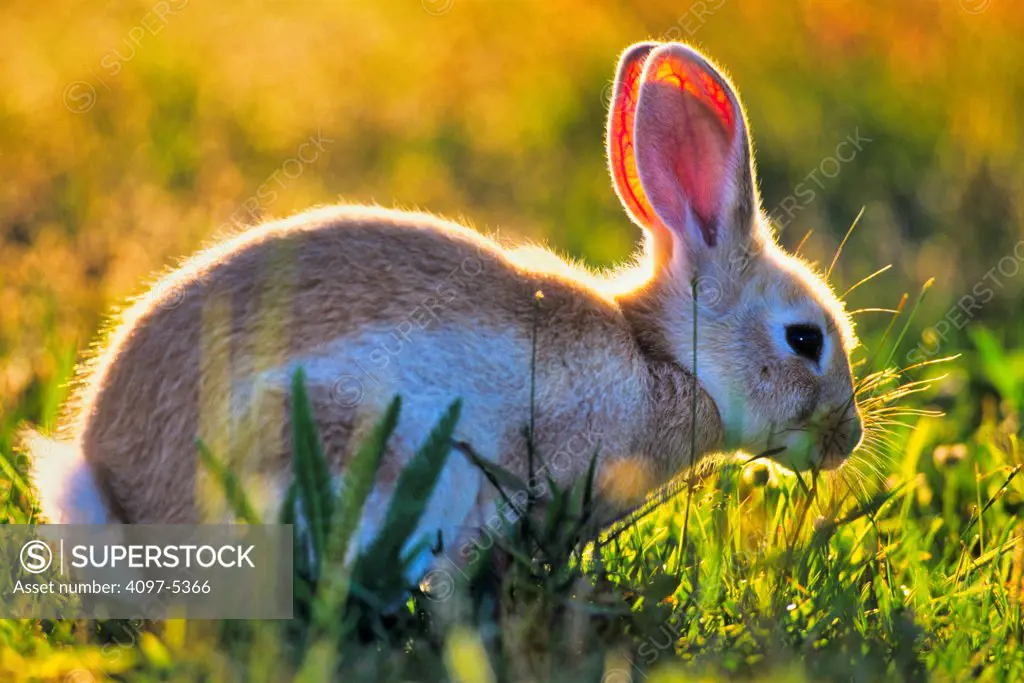 Canada, Vancouver island, Rabbit sitting in grass