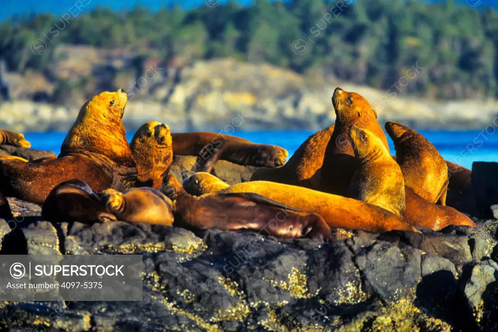 Canada, British Columbia, Vancouver island, Strait Of Juan de Fuca, Sea Lions resting in sun on rocky shore