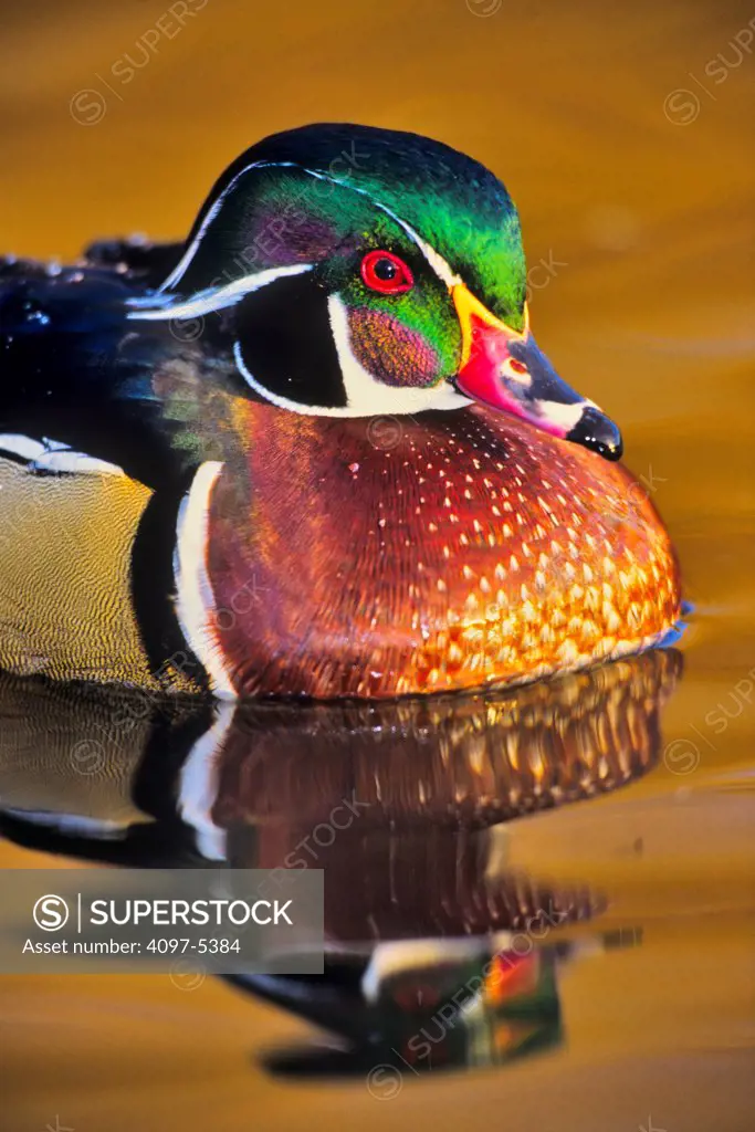 Canada, British Columbia, Vancouver island, Close up of beautiful male wood duck swimming