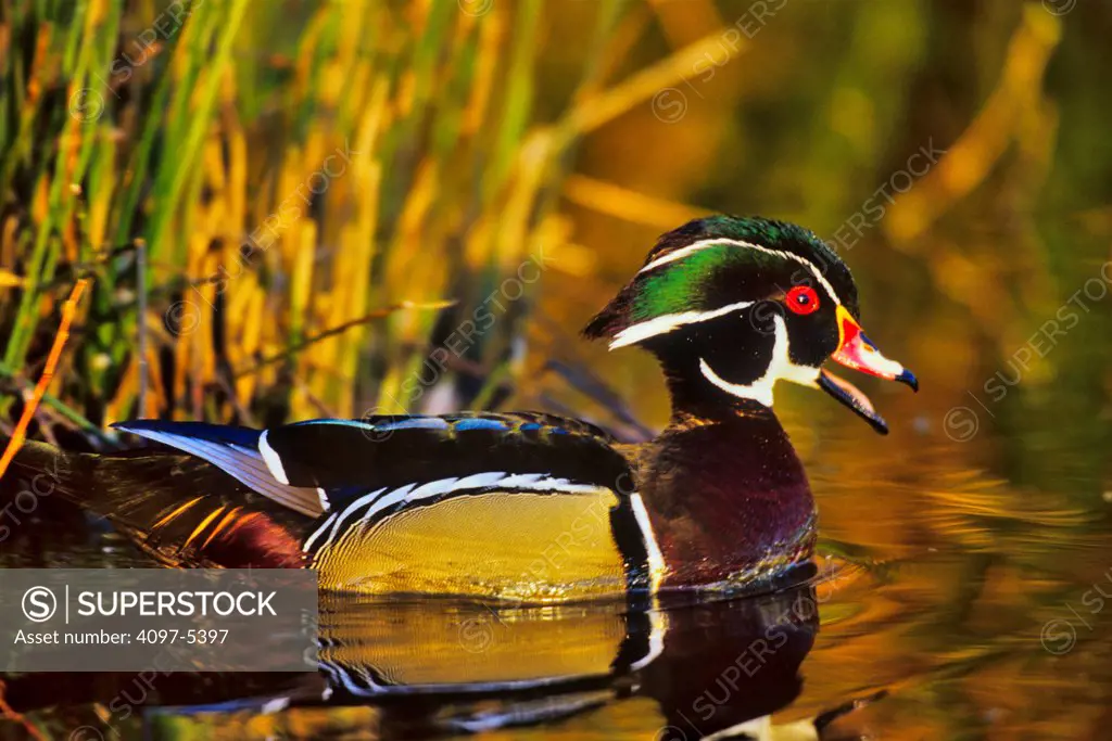 Canada, British Columbia, Vancouver island, Close up of beautiful male wood duck swimming between grass