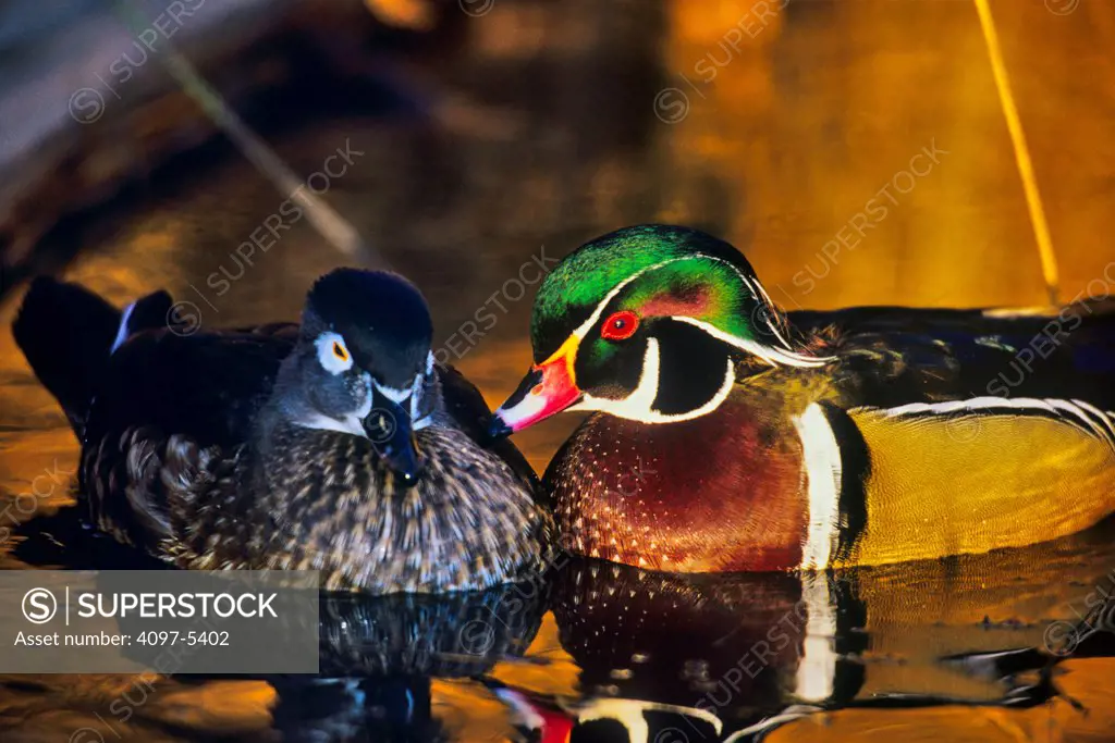 Canada, British Columbia, Vancouver island, Close up of beautiful male and female wood ducks swimming