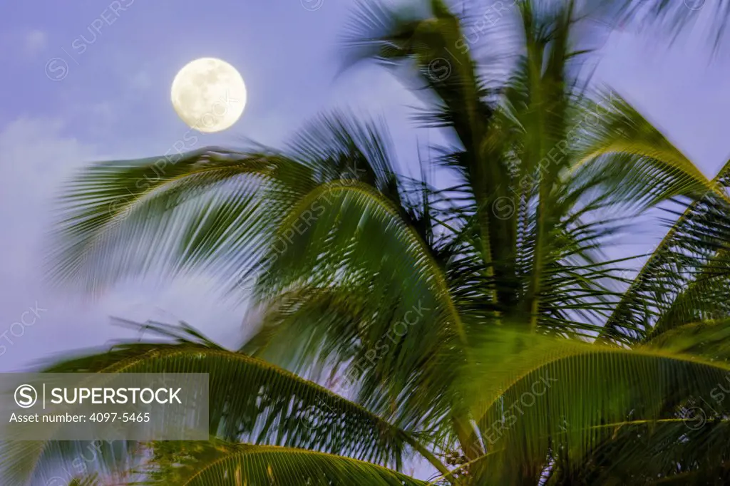 USA, Hawaii, Maui, Full moon and palm tree