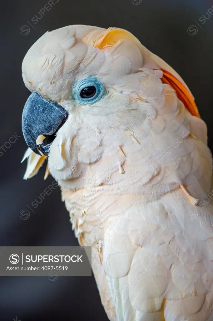 USA, Hawaii, Lahaina, Parrot bird