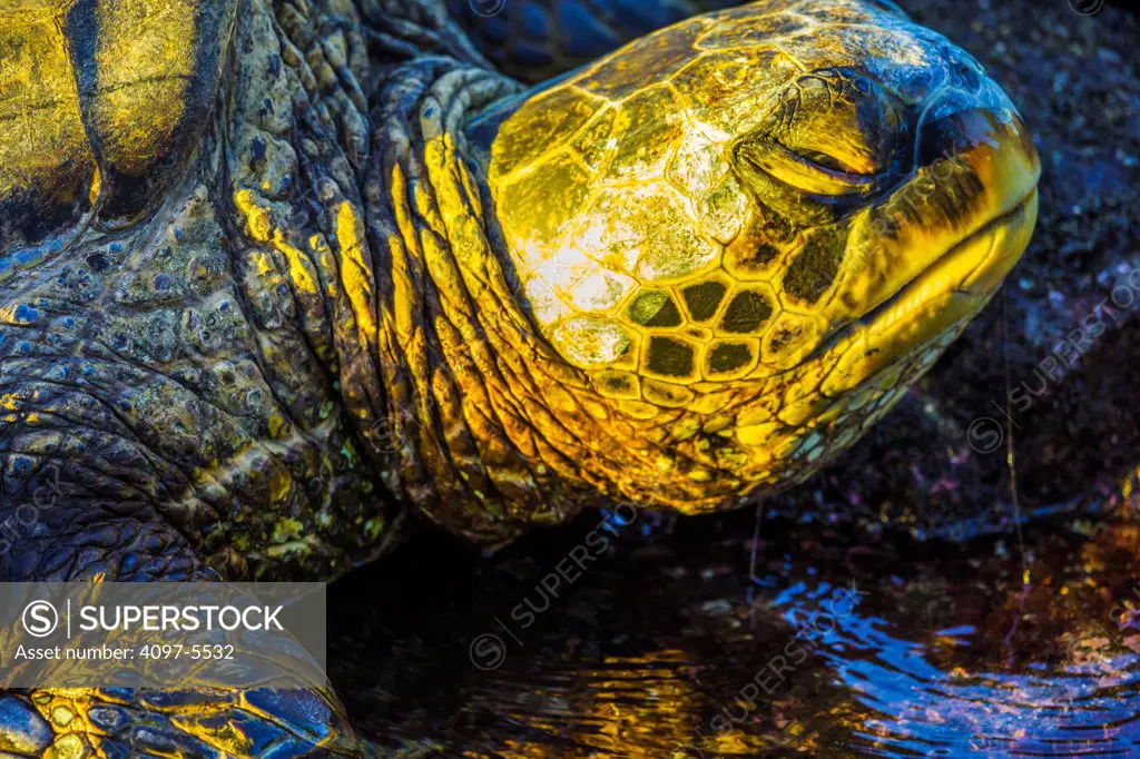 USA, Hawaii, Maui, Green sea turtle (Chelonia mydas)