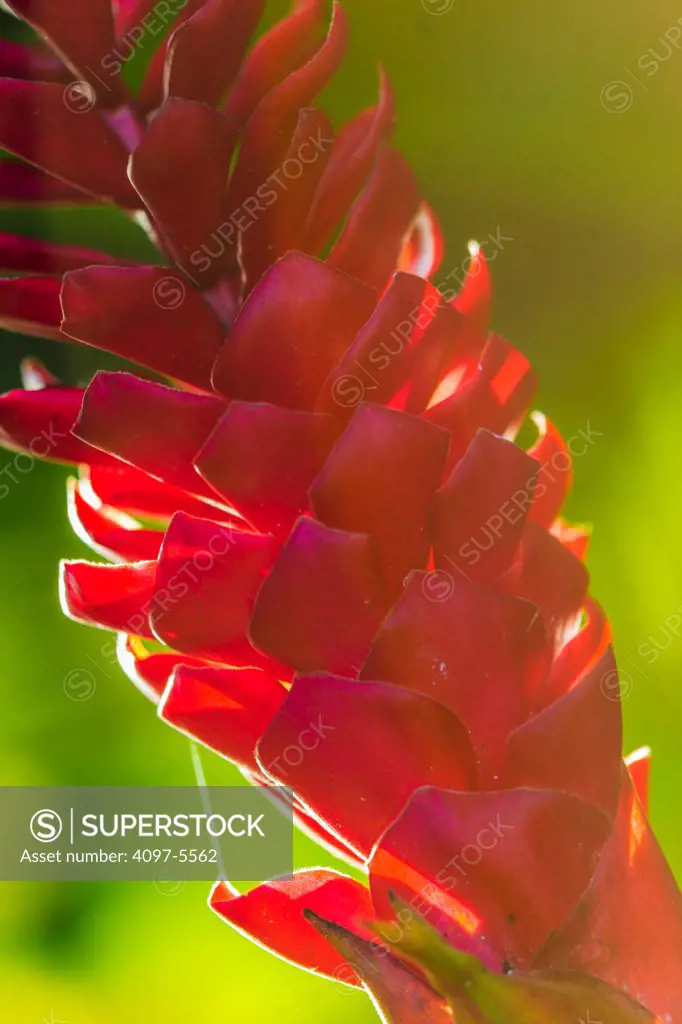 USA, Hawaii, Maui, Red Ginger flower (Alpinia purpurata)