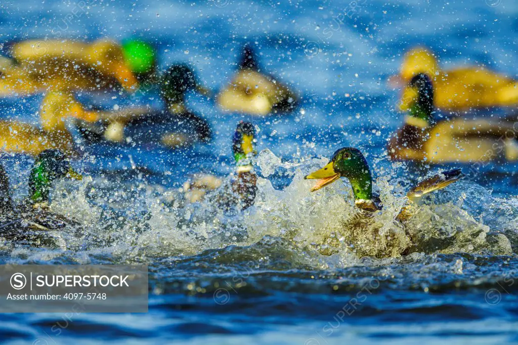 Canada, British Columbia, Vancouver Island, Mallard ducks (Anas platyrhynchos) fighting