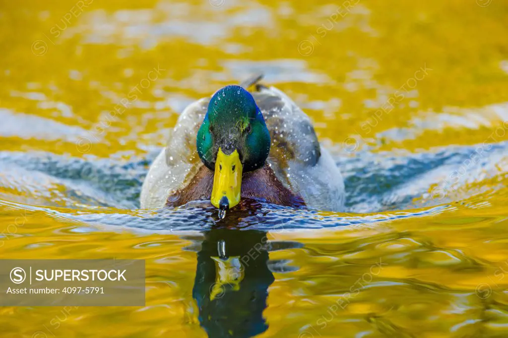Canada, British Columbia, Vancouver Island, Mallard duck (Anas platyrhynchos)