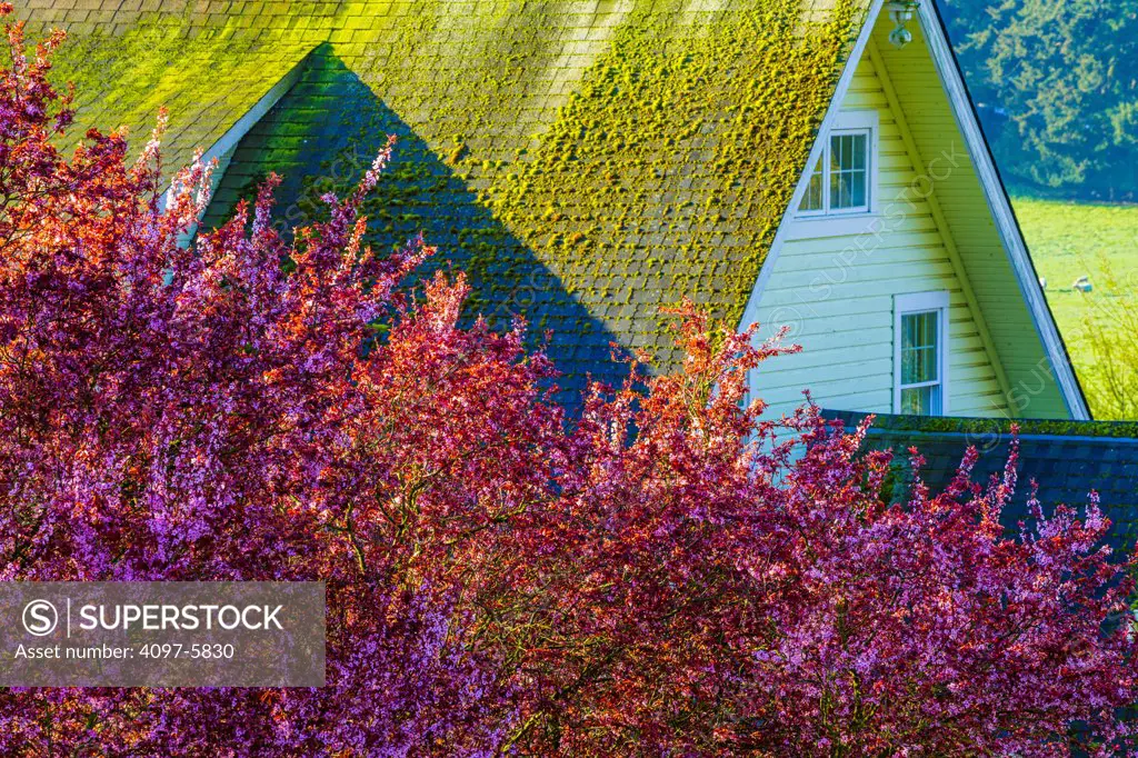 Canada, British Columbia, Vancouver Island, Spring tree blossoms and farm house