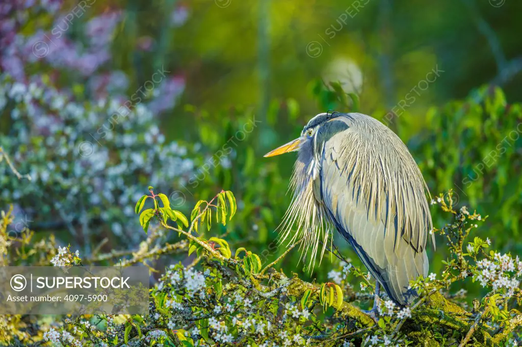 Canada, British Columbia, Vancouver Island, Great Blue Heron (Ardea herodias) perching on twig among flowers