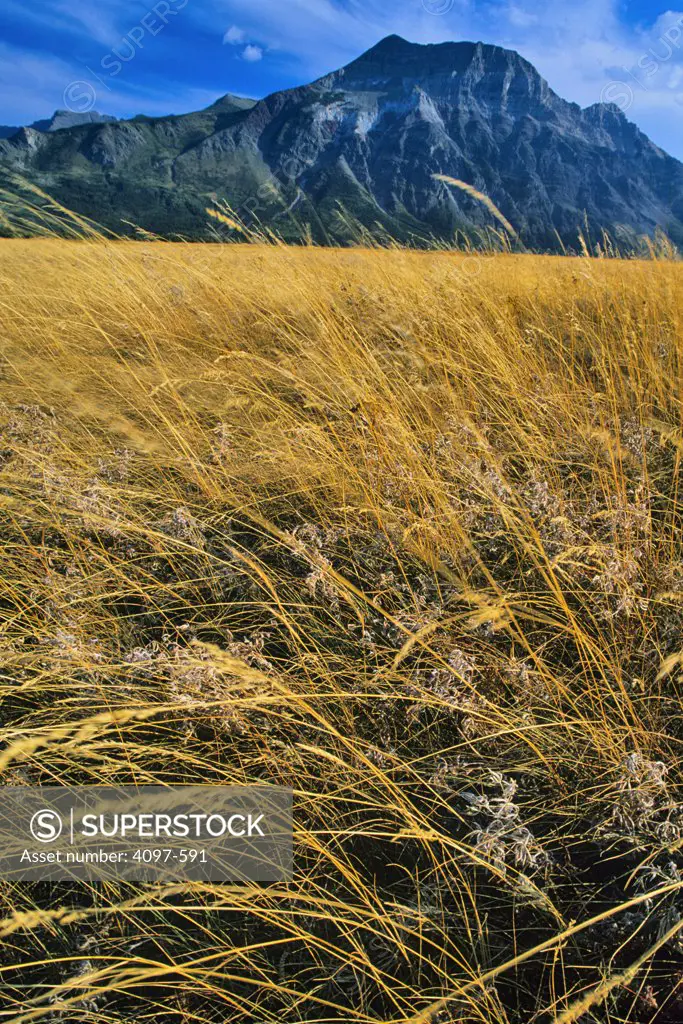 Reeds in a field with mountain in the background, Sofa Mountain, Waterton Lakes National Park, Alberta, Canada