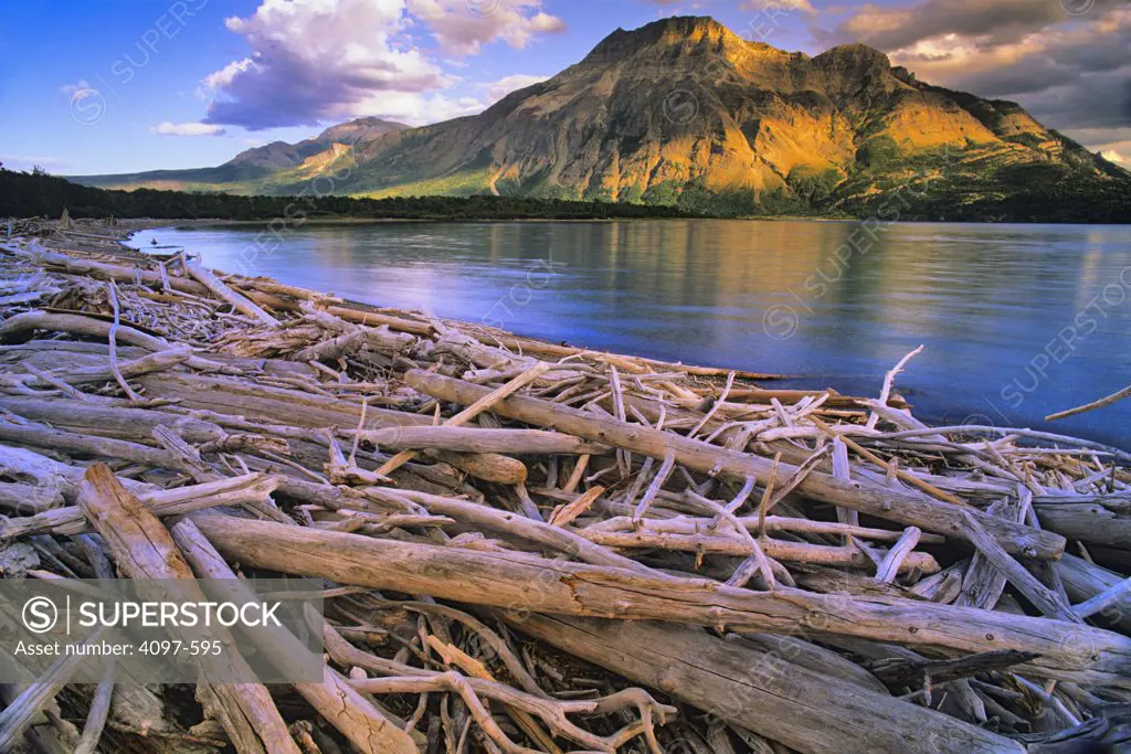 Driftwoods at lakeside, Sofa Mountain, Middle Waterton Lake, Waterton Lakes National Park, Alberta, Canada