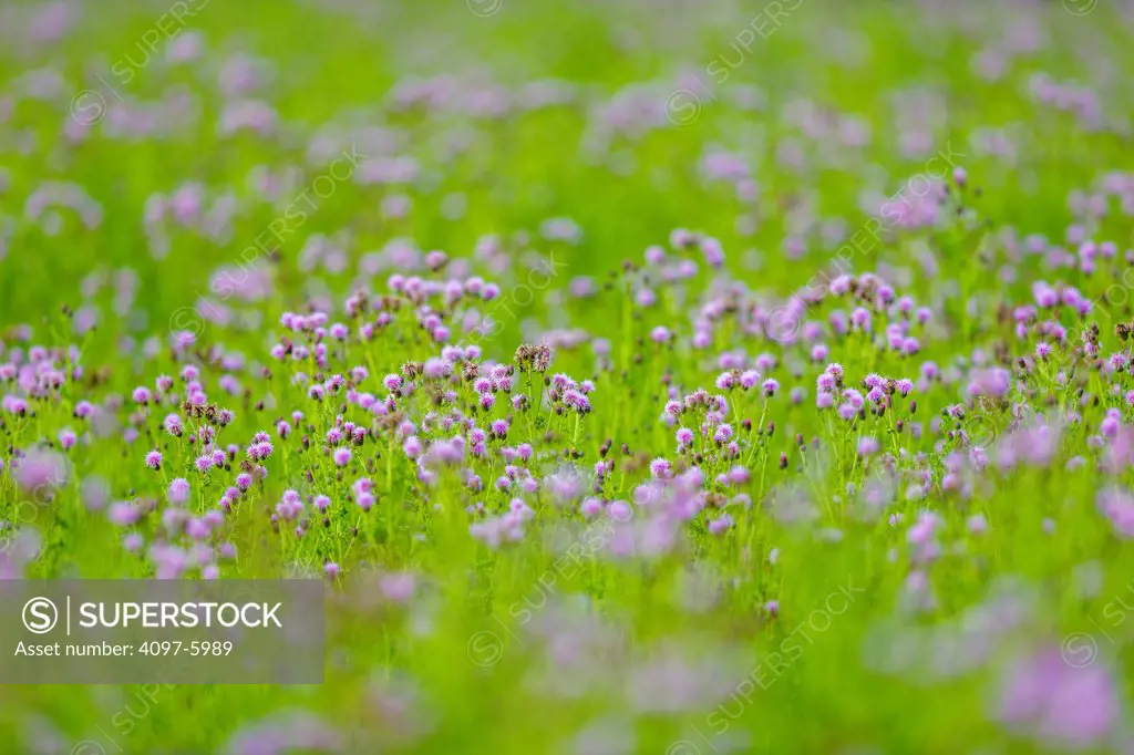 Canada, Alberta, Jasper National Park, Jasper National Park, Field of Thistle flowers
