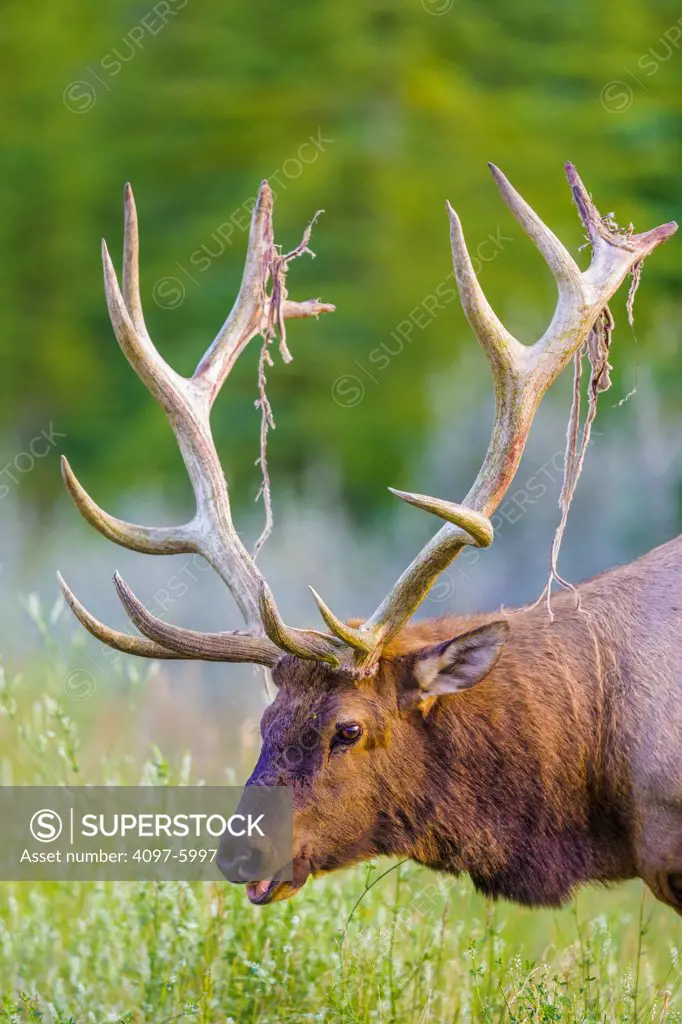 Canada, Alberta, Jasper National Park, View of Bull Elk (Cervus canadensis)
