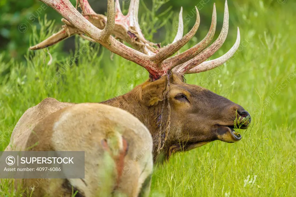 Canada, Alberta, Jasper National Park, Bull elk (Cervus canadensis) with antler rack