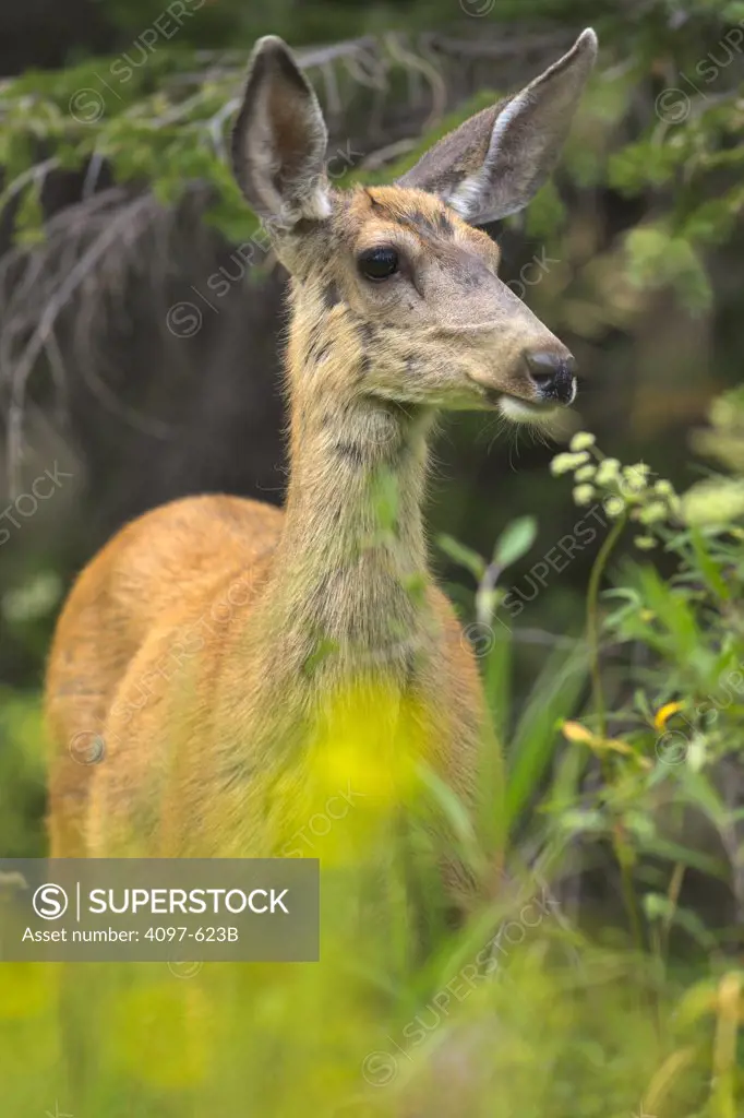 Mule deer (Odocoileus hemionus) in a forest, Cameron Lake, Waterton Lakes National Park, Alberta, Canada