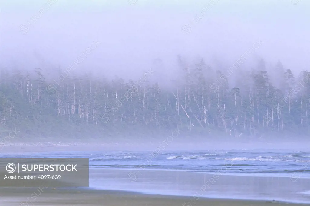 Beach with trees in the background, Long Beach, Pacific Rim National Park Reserve, Vancouver Island, British Columbia, Canada