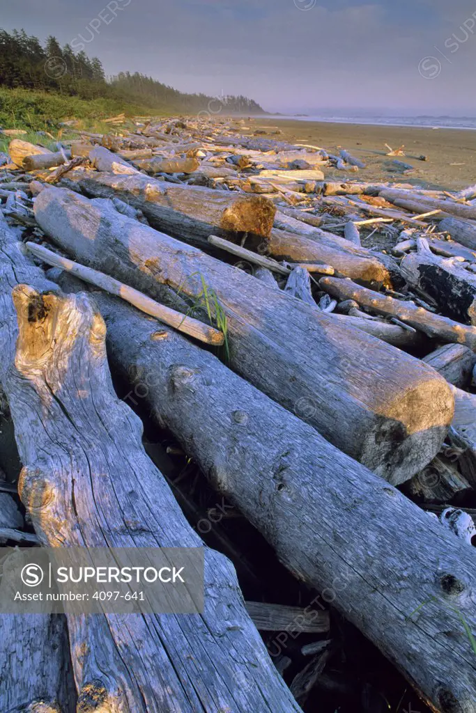 Driftwoods on the beach, Long Beach, Pacific Rim National Park Reserve, Vancouver Island, British Columbia, Canada