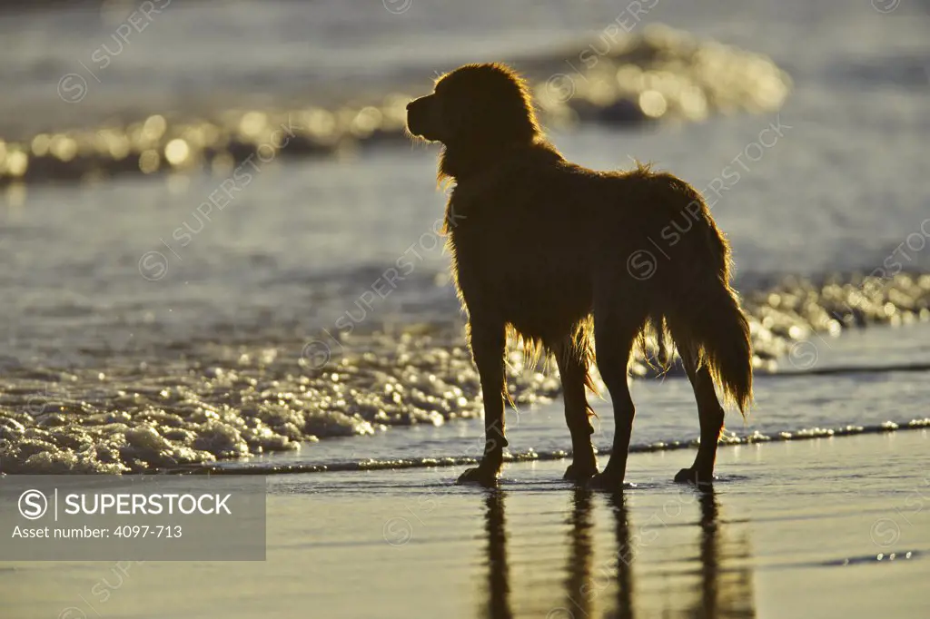 Dog looking at ocean, Long Beach, Pacific Rim National Park Reserve, Vancouver Island, British Columbia, Canada