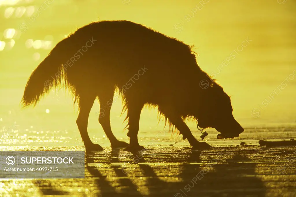 Dog smelling on the beach, Long Beach, Pacific Rim National Park Reserve, Vancouver Island, British Columbia, Canada