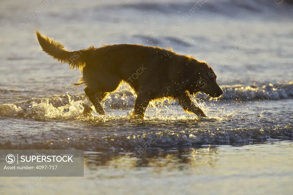 Dog running in an ocean, Pacific Rim National Park Reserve, Vancouver Island, British Columbia, Canada