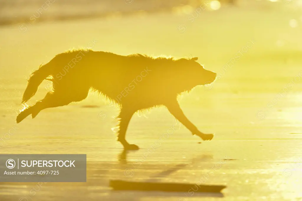 Dog running on the beach, Pacific Rim National Park Reserve, Vancouver Island, British Columbia, Canada