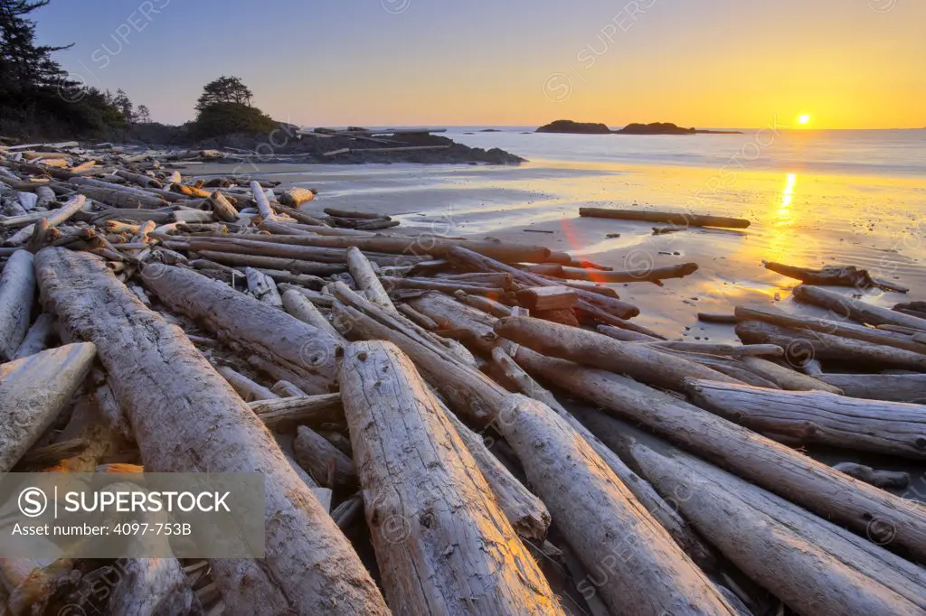 Driftwood on the beach, Pacific Rim National Park Reserve, Vancouver Island, British Columbia, Canada