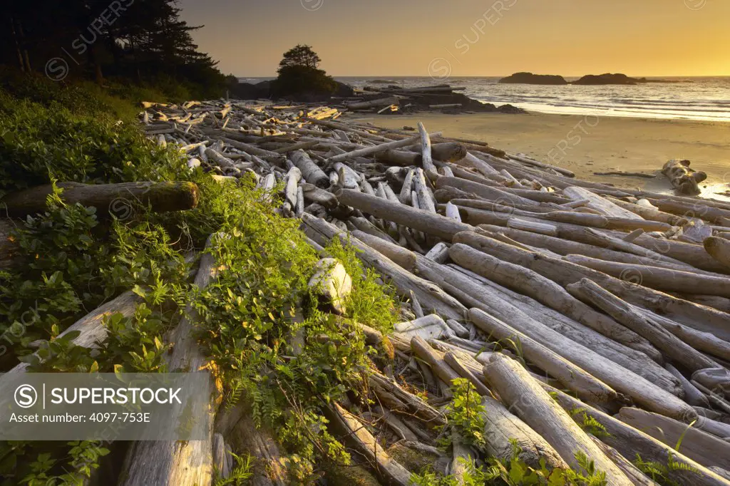 Driftwood on the beach, Pacific Rim National Park Reserve, Vancouver Island, British Columbia, Canada