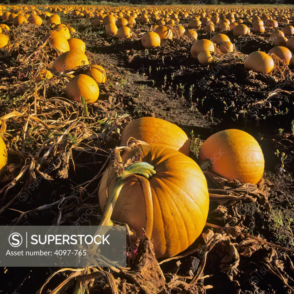 Crop of pumpkins in a field, Saanich Peninsula, Vancouver Island, British Columbia, Canada