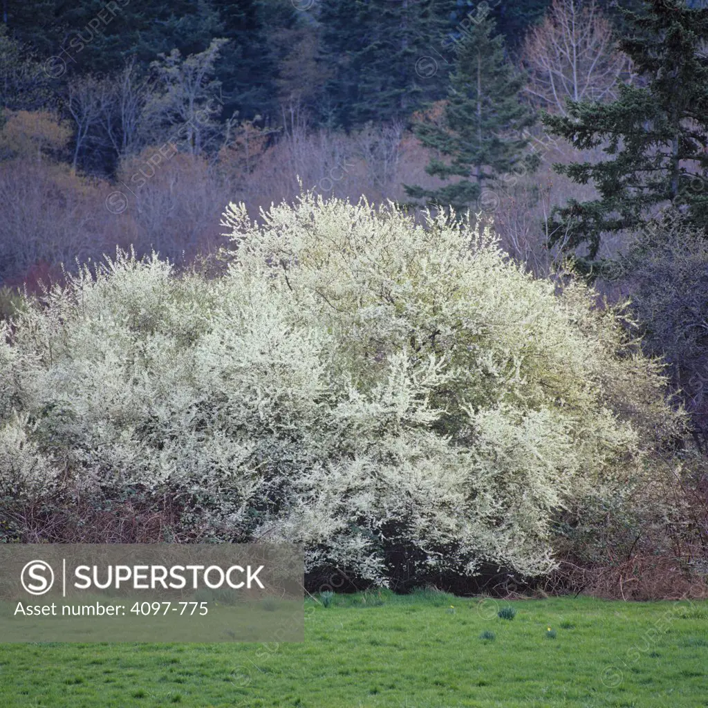 Blooming trees in spring, Saanich Peninsula, Vancouver Island, British Columbia, Canada