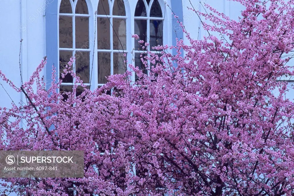 Blossom tree in front of a church, Saanich Peninsula, Vancouver Island, British Columbia, Canada