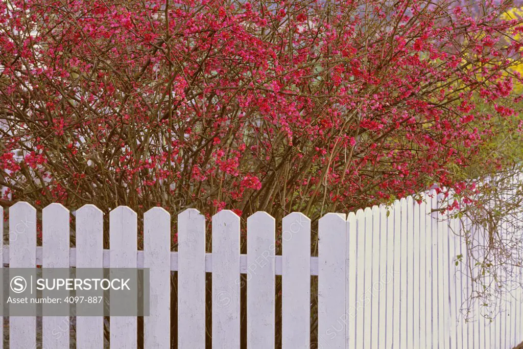 Fence in front of a blossom tree, Saanich Peninsula, Vancouver Island, British Columbia, Canada