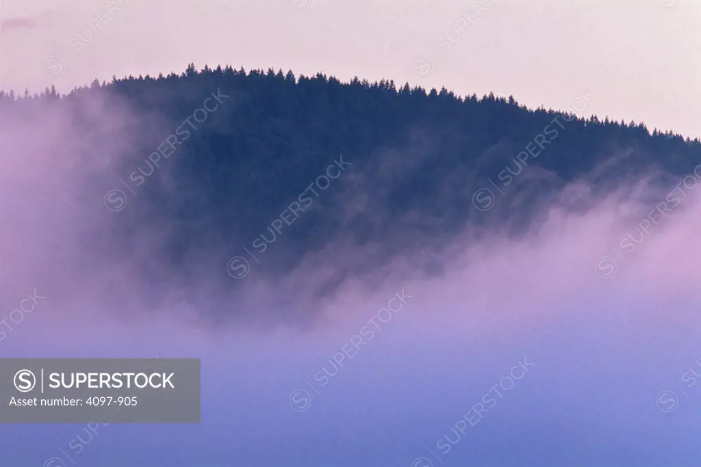 Forest covered with fog, Saanich Peninsula, Vancouver Island, British Columbia, Canada