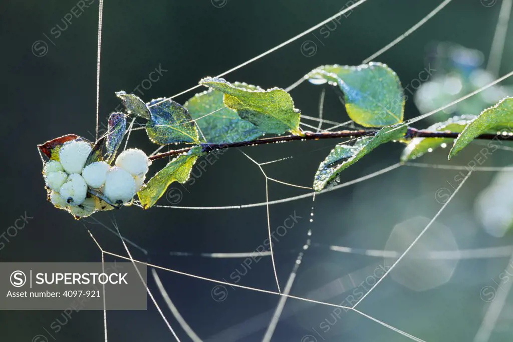 Spider web with dew drops on a twig, Saanich Peninsula, Vancouver Island, British Columbia, Canada