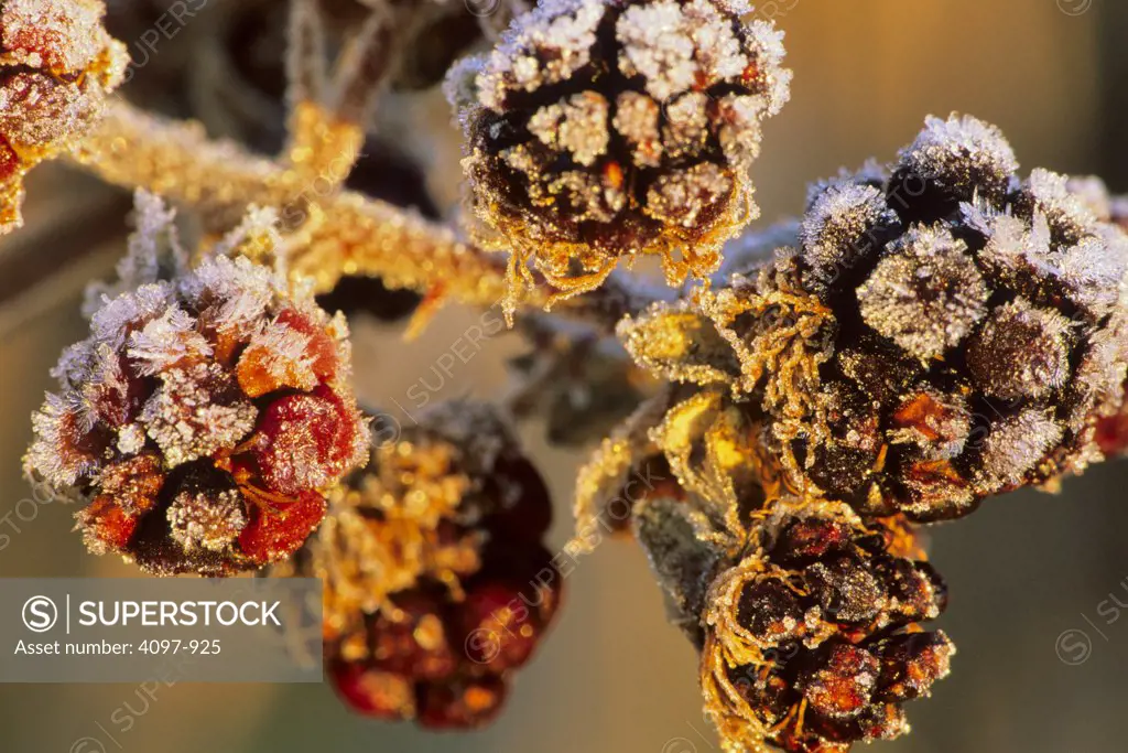 Close-up of berries, Saanich Peninsula, Vancouver Island, British Columbia, Canada