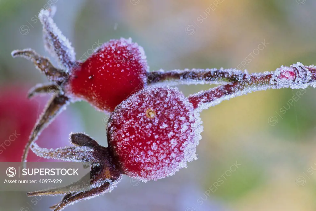 Close-up of berries, Saanich Peninsula, Vancouver Island, British Columbia, Canada