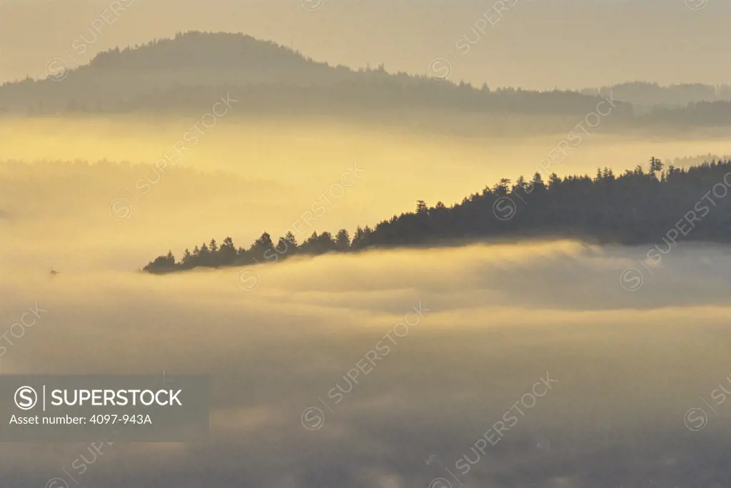 Forest covered with fog, Saanich Peninsula, Vancouver Island, British Columbia, Canada