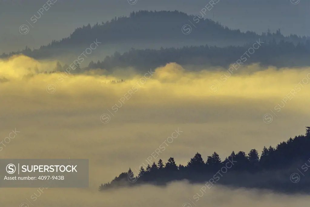 Forest covered with fog, Saanich Peninsula, Vancouver Island, British Columbia, Canada