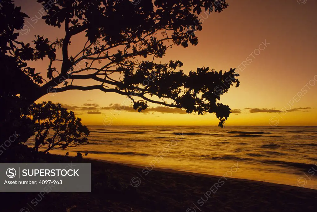 Silhouette of trees on the beach at sunrise, Kauai, Hawaii, USA